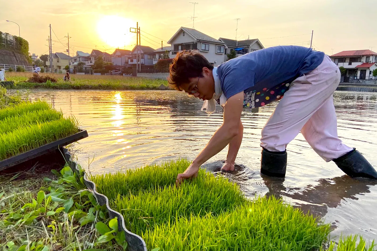 私たちが「やぼたん」に取り組む理由