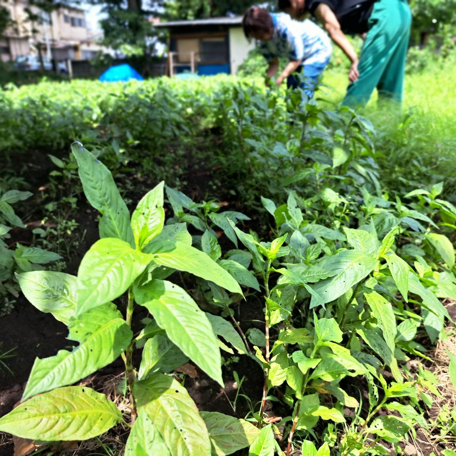 藍染基礎技術講習2026　オンライン説明会