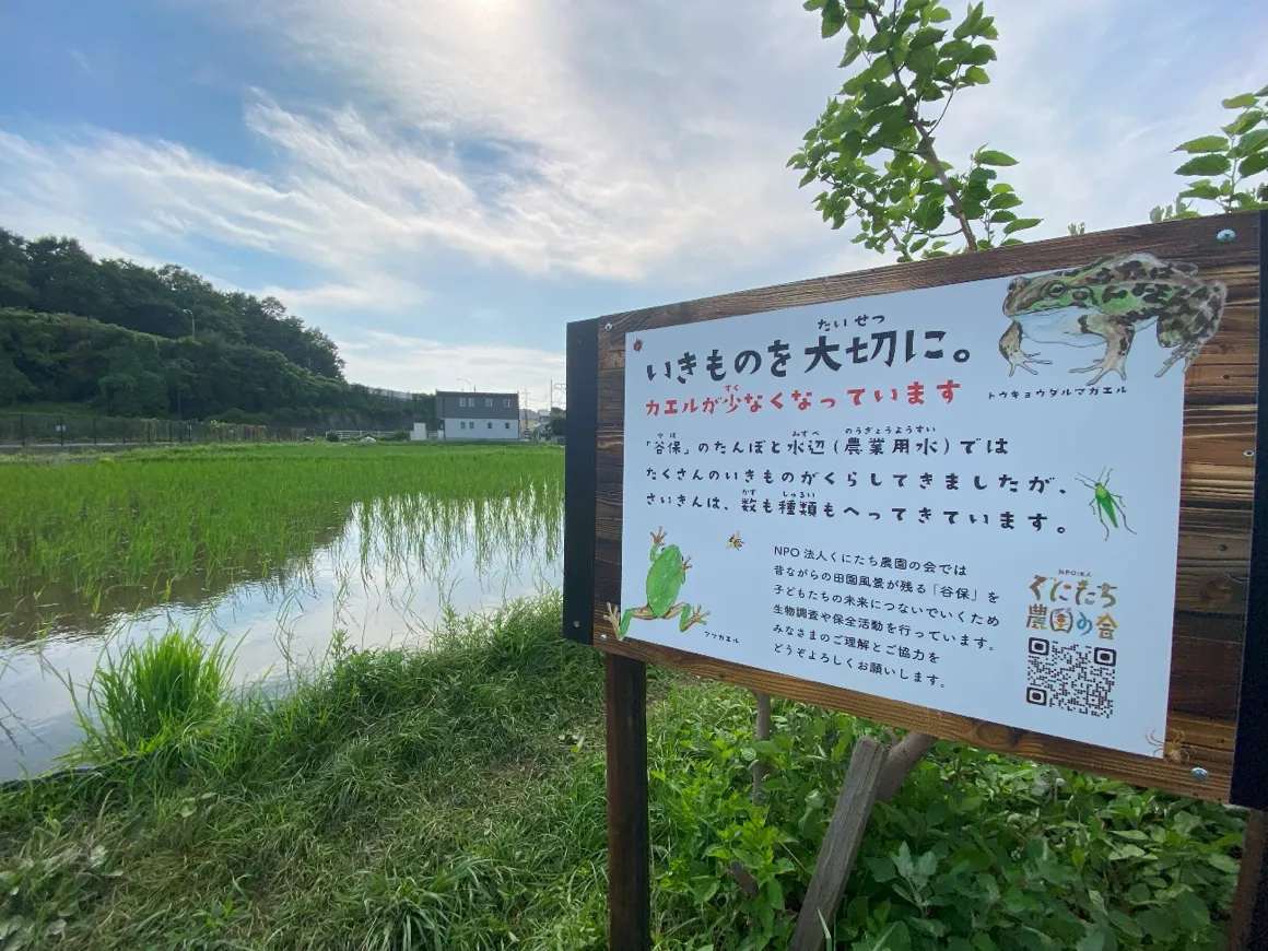 トウキョウダルマガエル:東京の里山と共に生きる