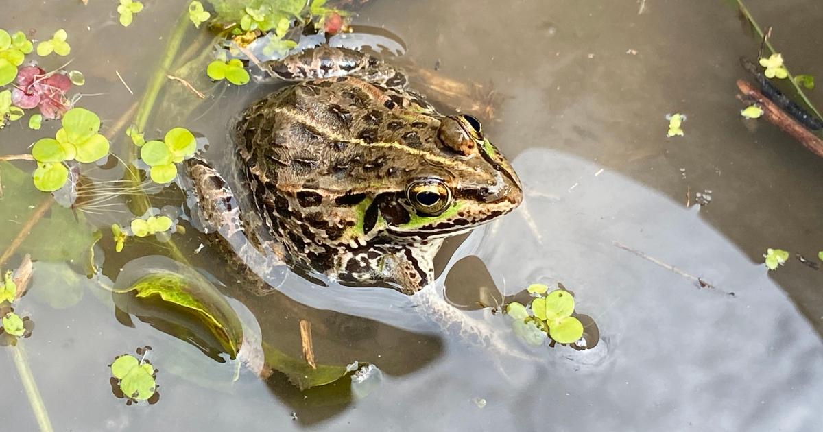 トウキョウダルマガエル：東京の里山と共に生きる