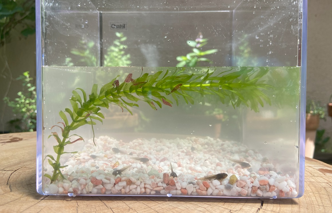 オタマジャクシの育て方(カエルの里親になるために)