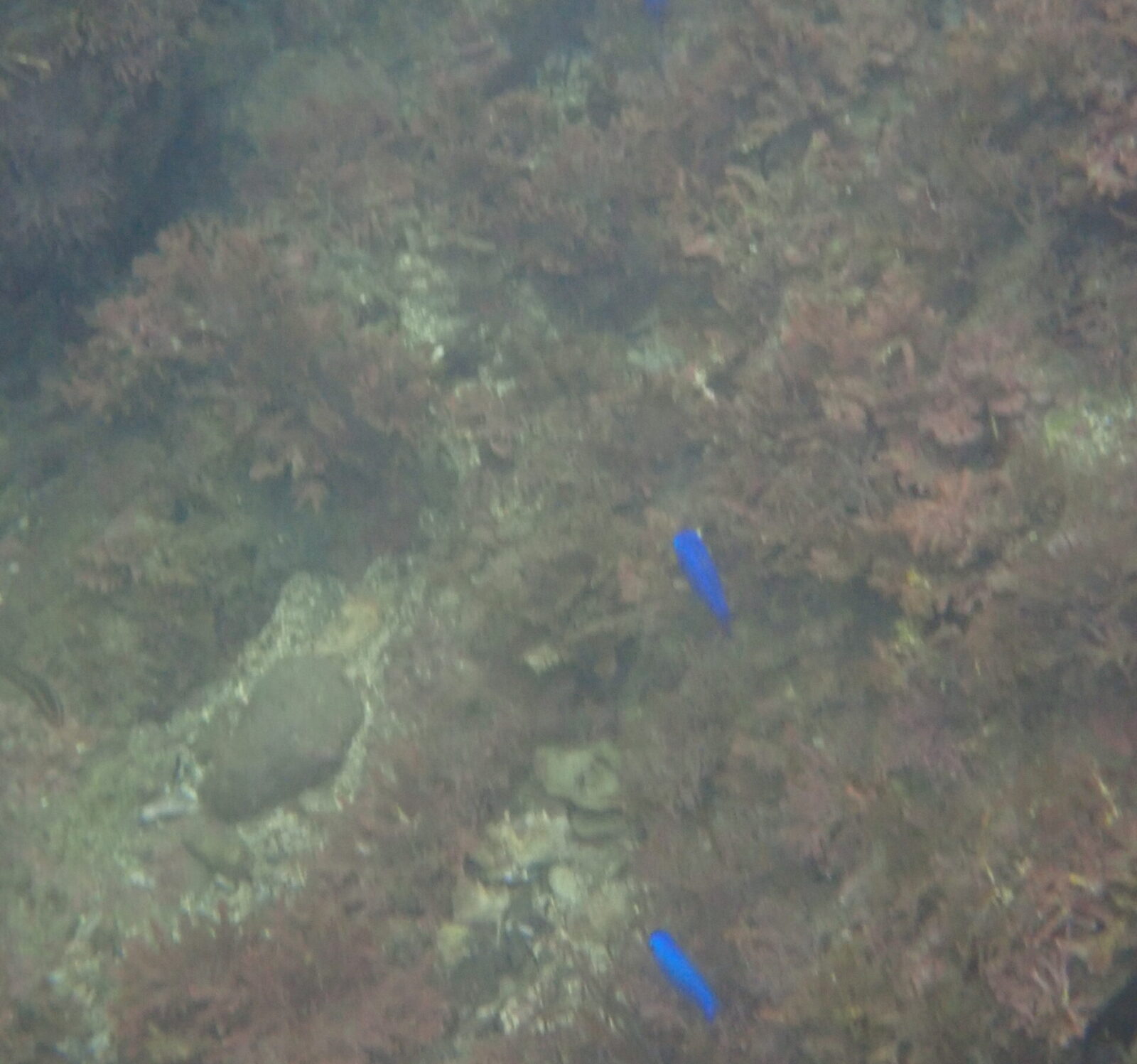 9/27(土) シュノーケリングで海の生き物観察in葉山