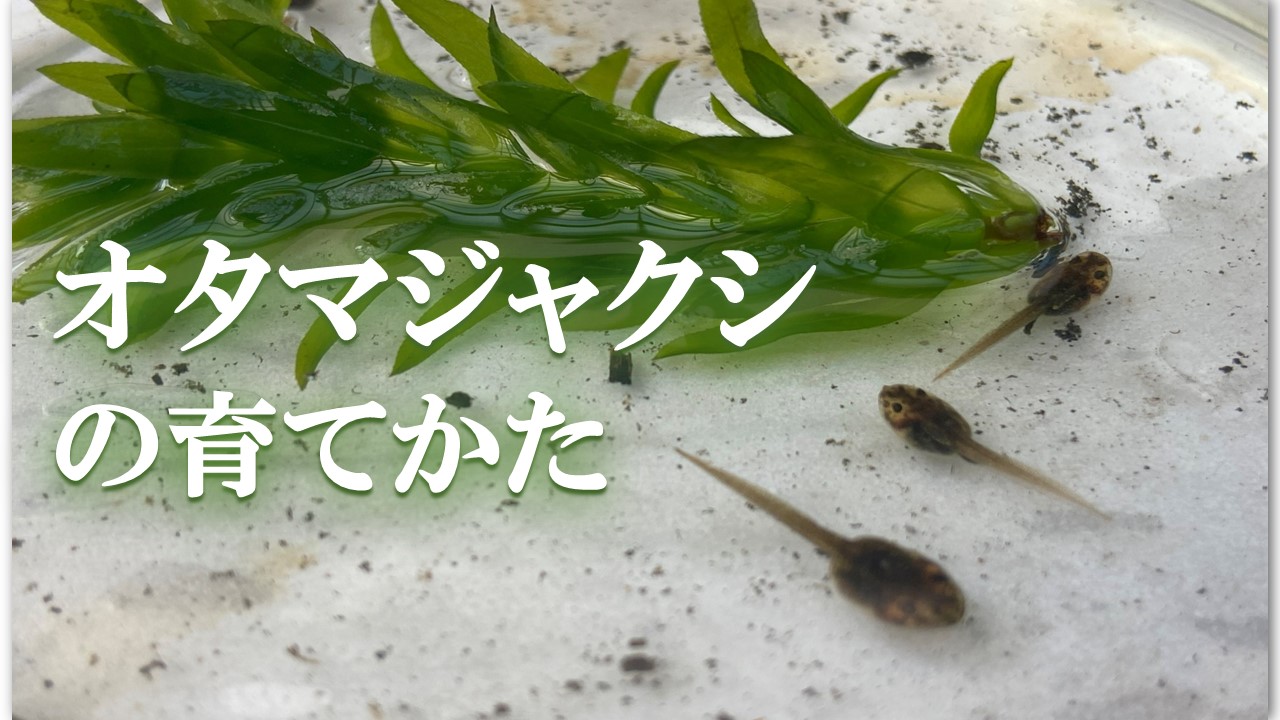 オタマジャクシの育て方(カエルの里親になるために)