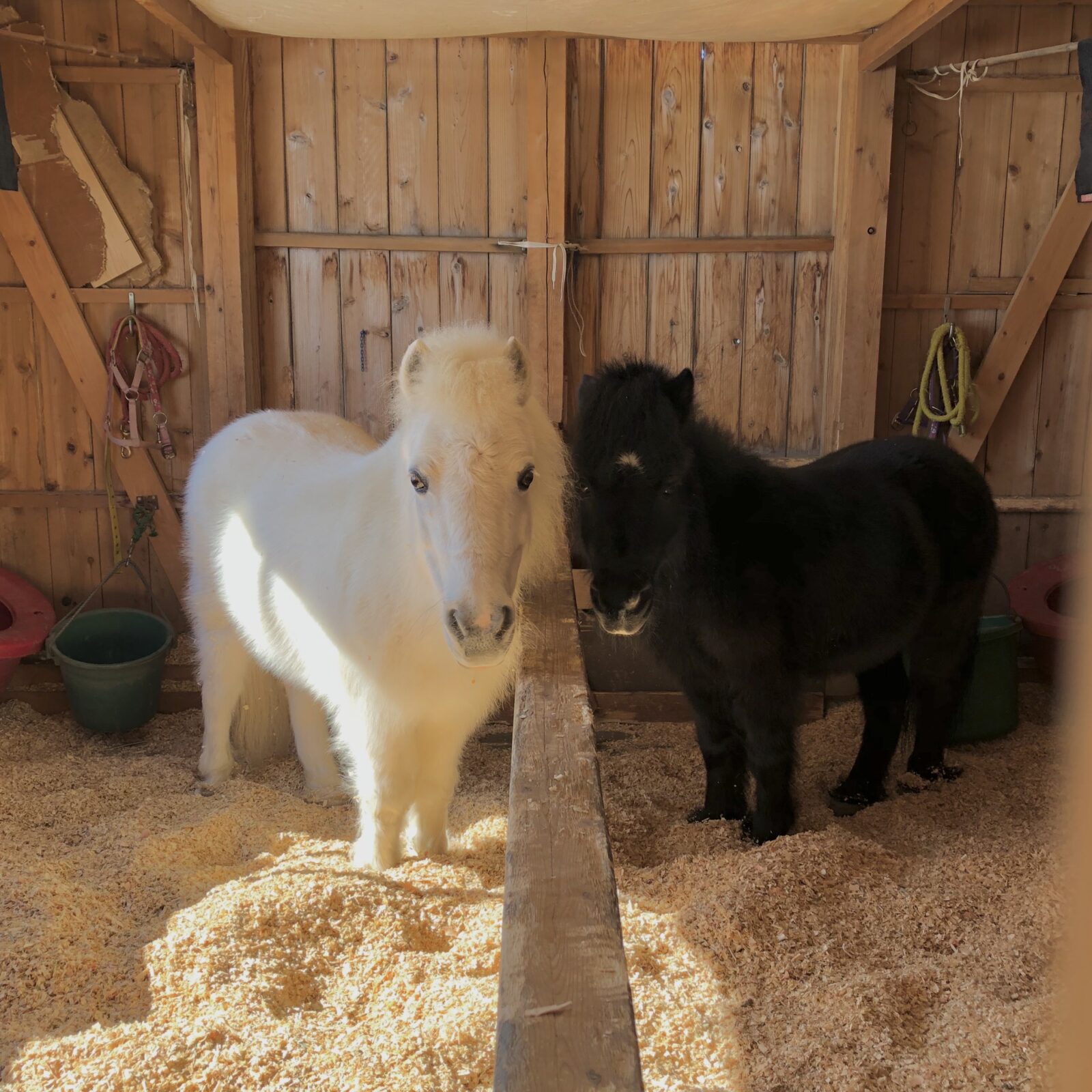 リトルホースのジャック&ダンディ　夏休み馬飼舎(まかいしゃ)体験