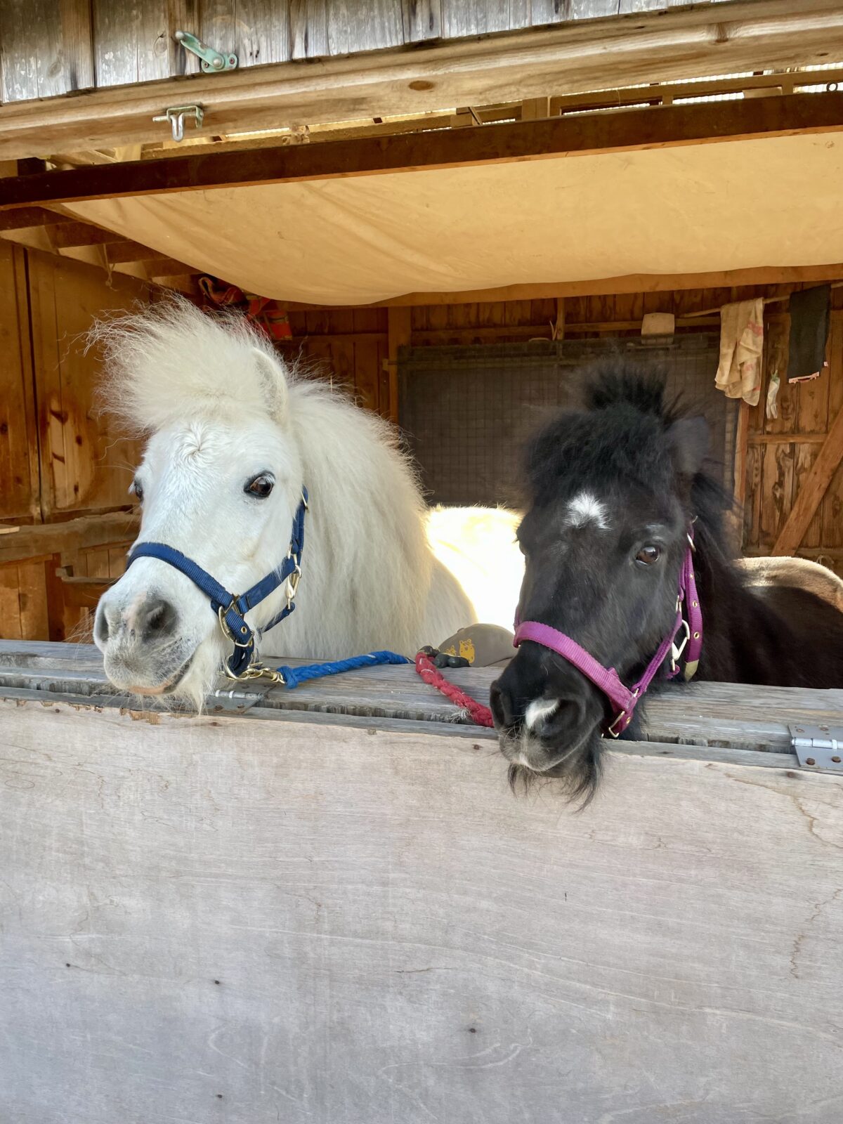 リトルホースのジャック&ダンディ　夏休み馬飼舎(まかいしゃ)体験
