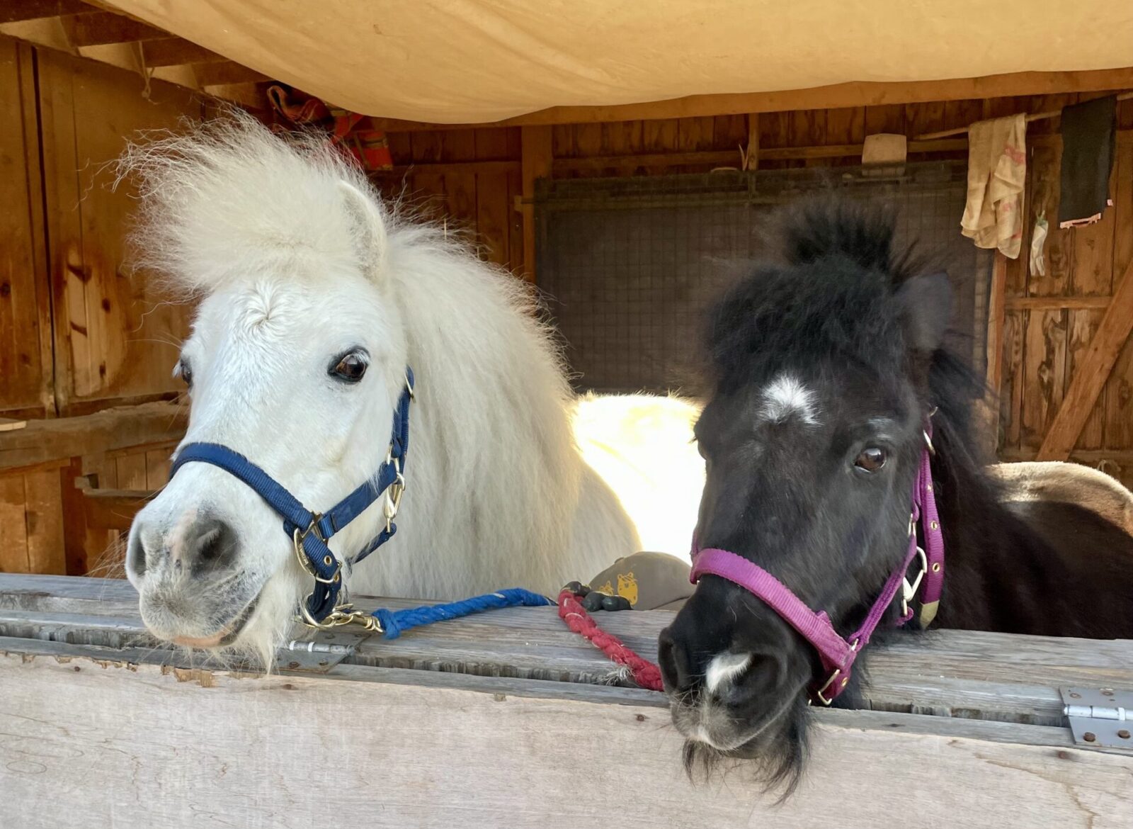 12/14はたけんぼオープンデイ！リトルホースのジャック&ダンディふれあい撮影会