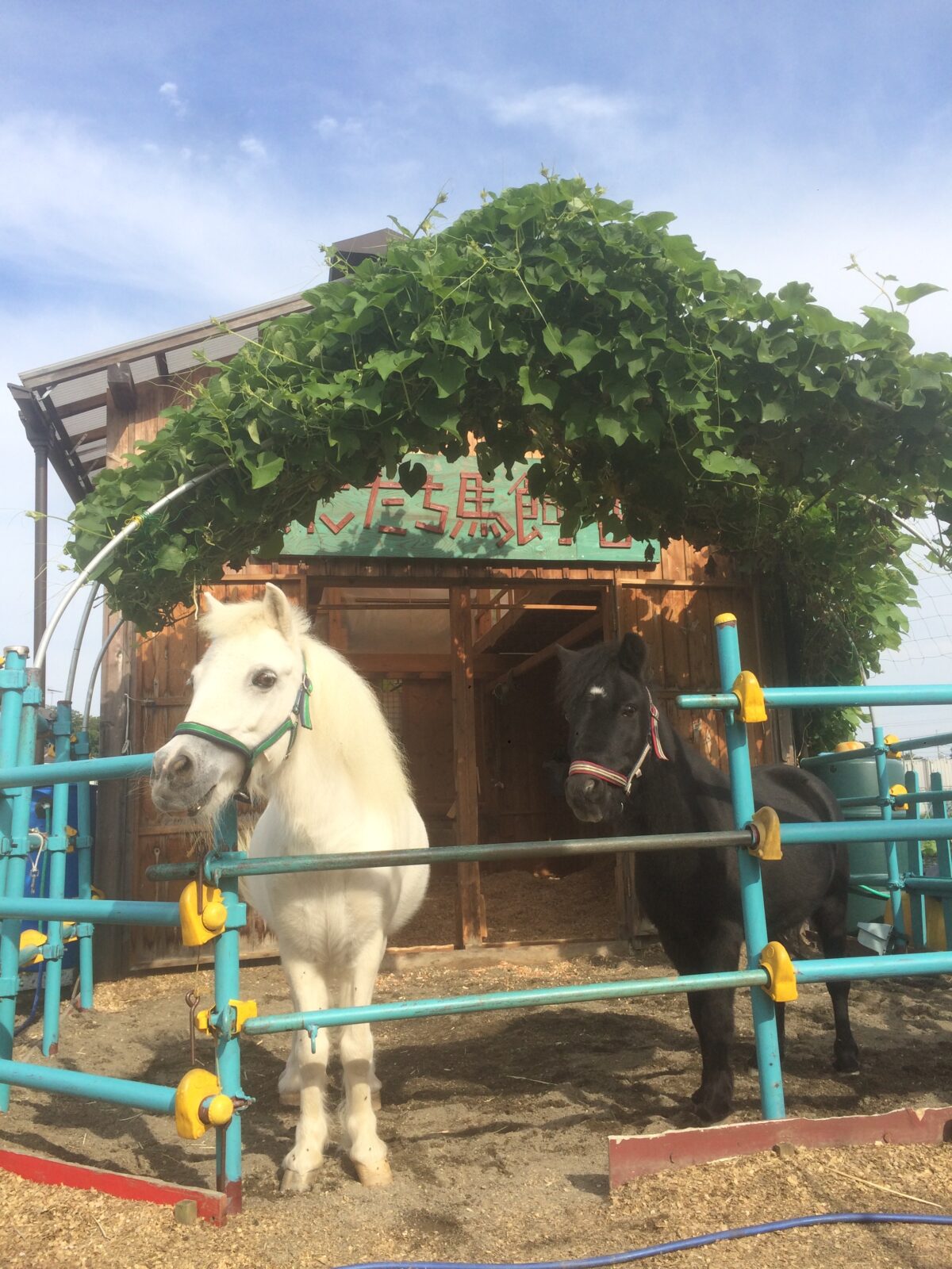 リトルホースのジャック&ダンディ　夏休み馬飼舎(まかいしゃ)体験