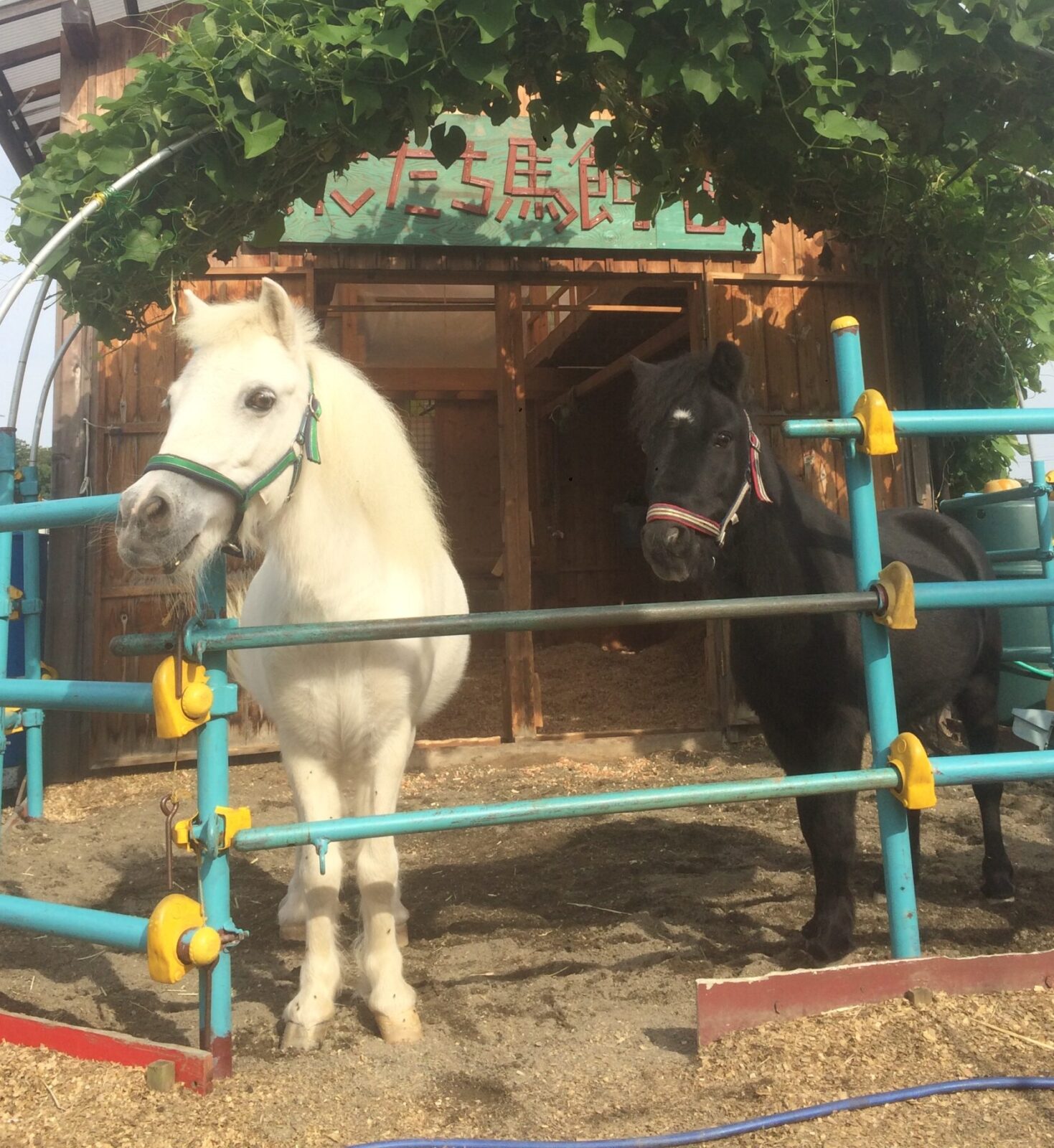 リトルホースのジャック&ダンディ　夏休み馬飼舎(まかいしゃ)体験