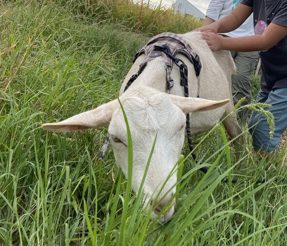 やぼたん農園祭2026