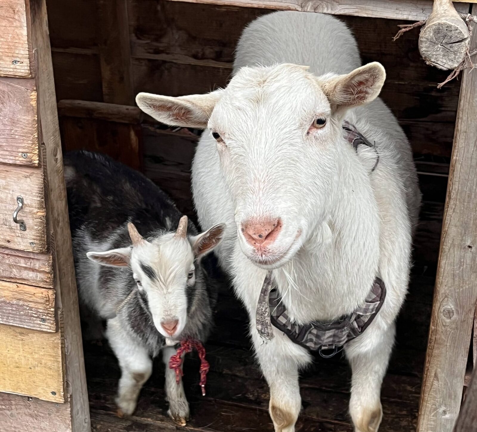 認定こども園かえるの森 5月オープンデー