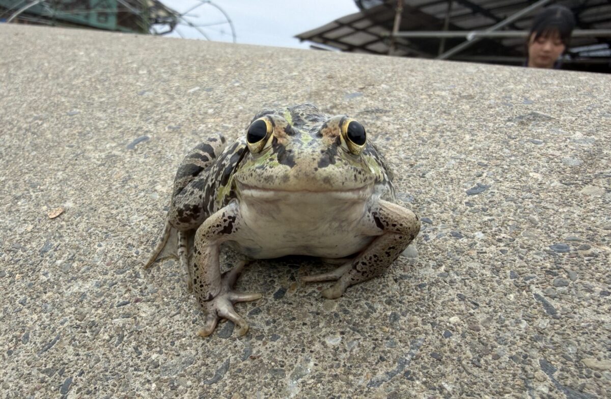 トウキョウダルマガエルの産卵はじまりました