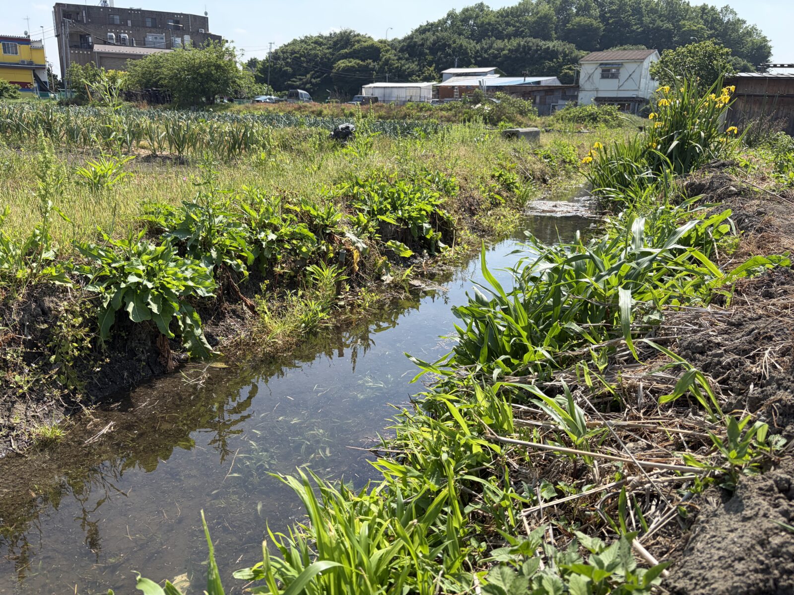 トウキョウダルマガエルの産卵はじまりました