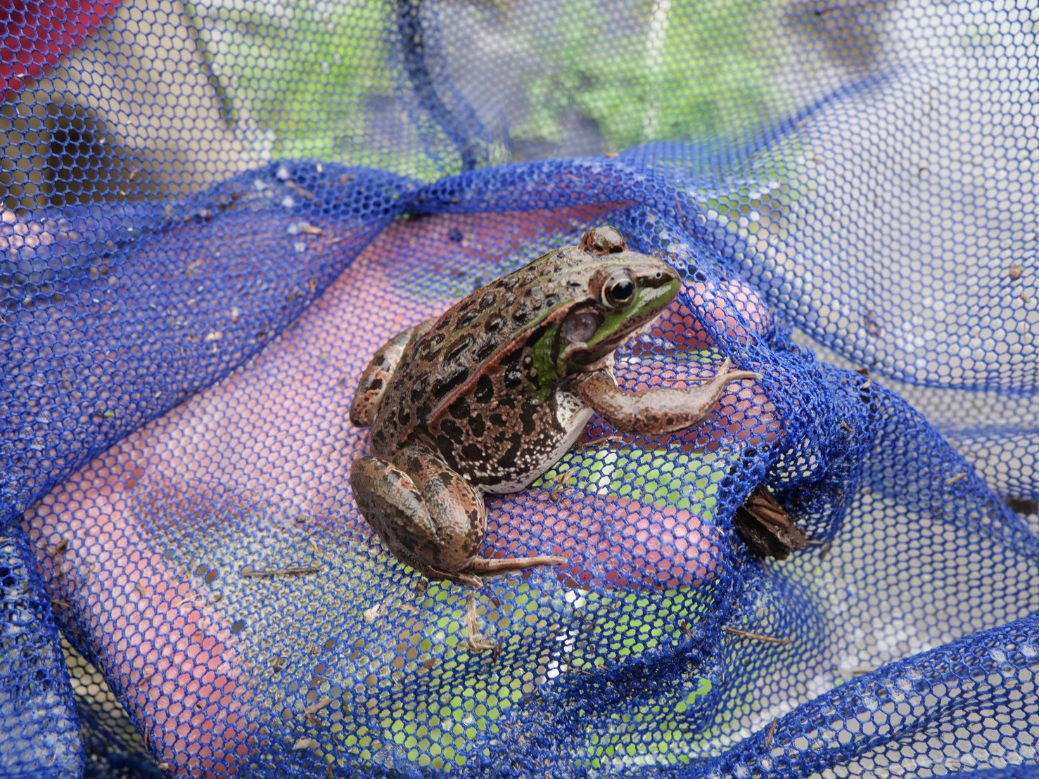 【2026年度・第1回生物調査レポート】トウキョウダルマガエル復活へ、嬉しいデータが！
