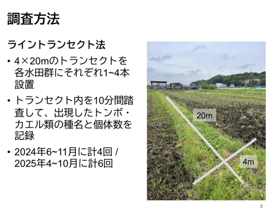 【2026年度・第1回生物調査レポート】トウキョウダルマガエル復活へ、嬉しいデータが！