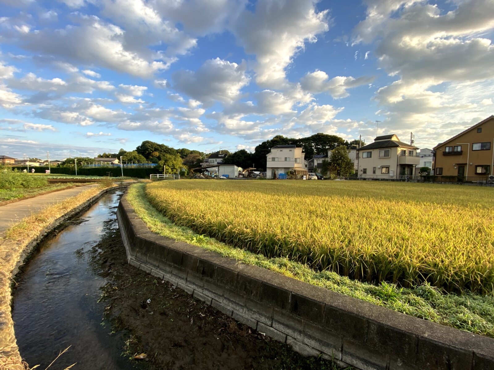 8/07-13　駅舎で知ろう！1000年続く国立の田んぼ〜くにたち農園の会10周年記念展示〜