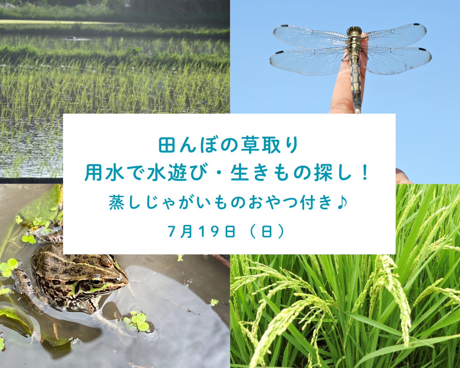 7/19(日) 田んぼの草取りと用水遊びを楽しもう！