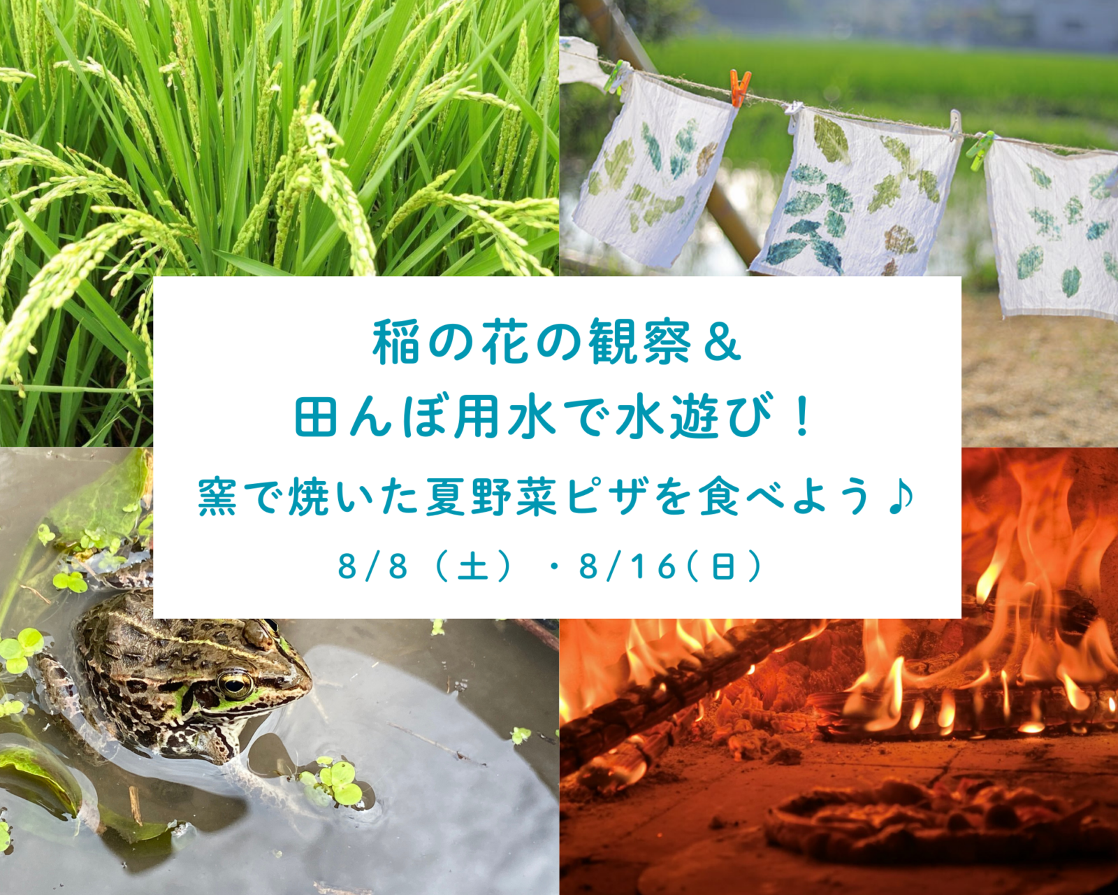 8/8,16 稲の花の観察＆用水で水遊び！窯で焼いた夏野菜ピザを食べよう♪