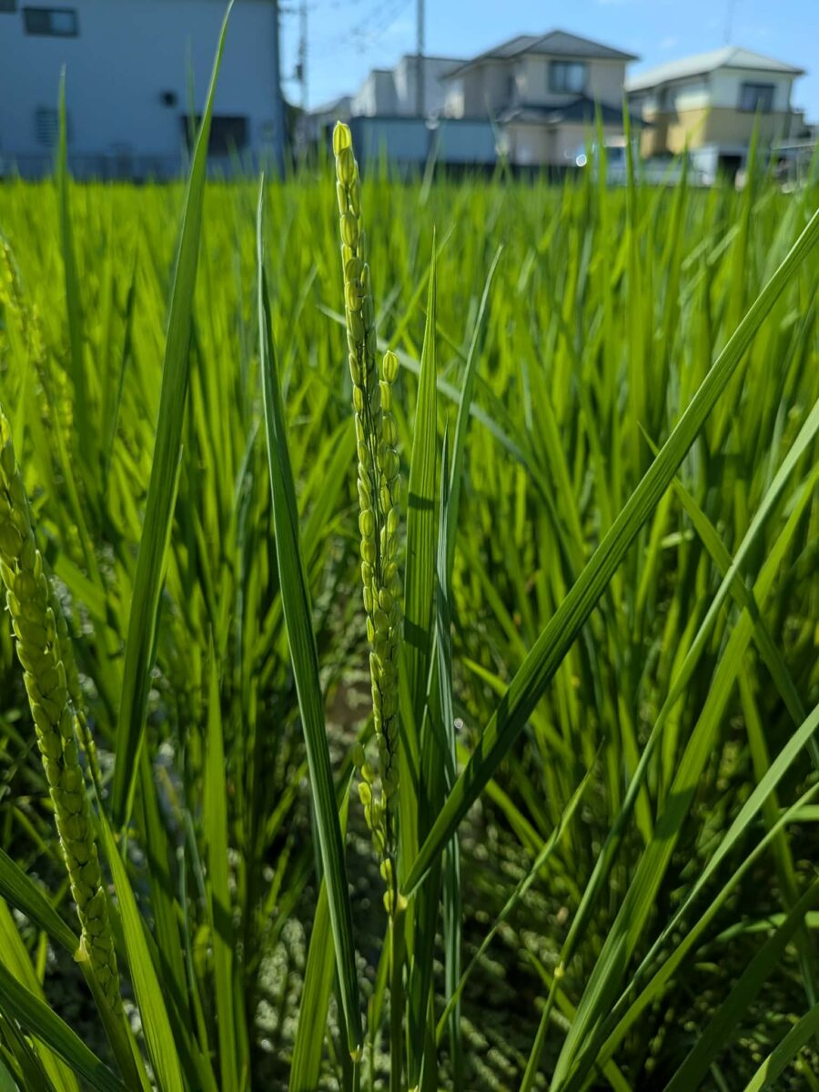 夏の間の田んぼのお仕事