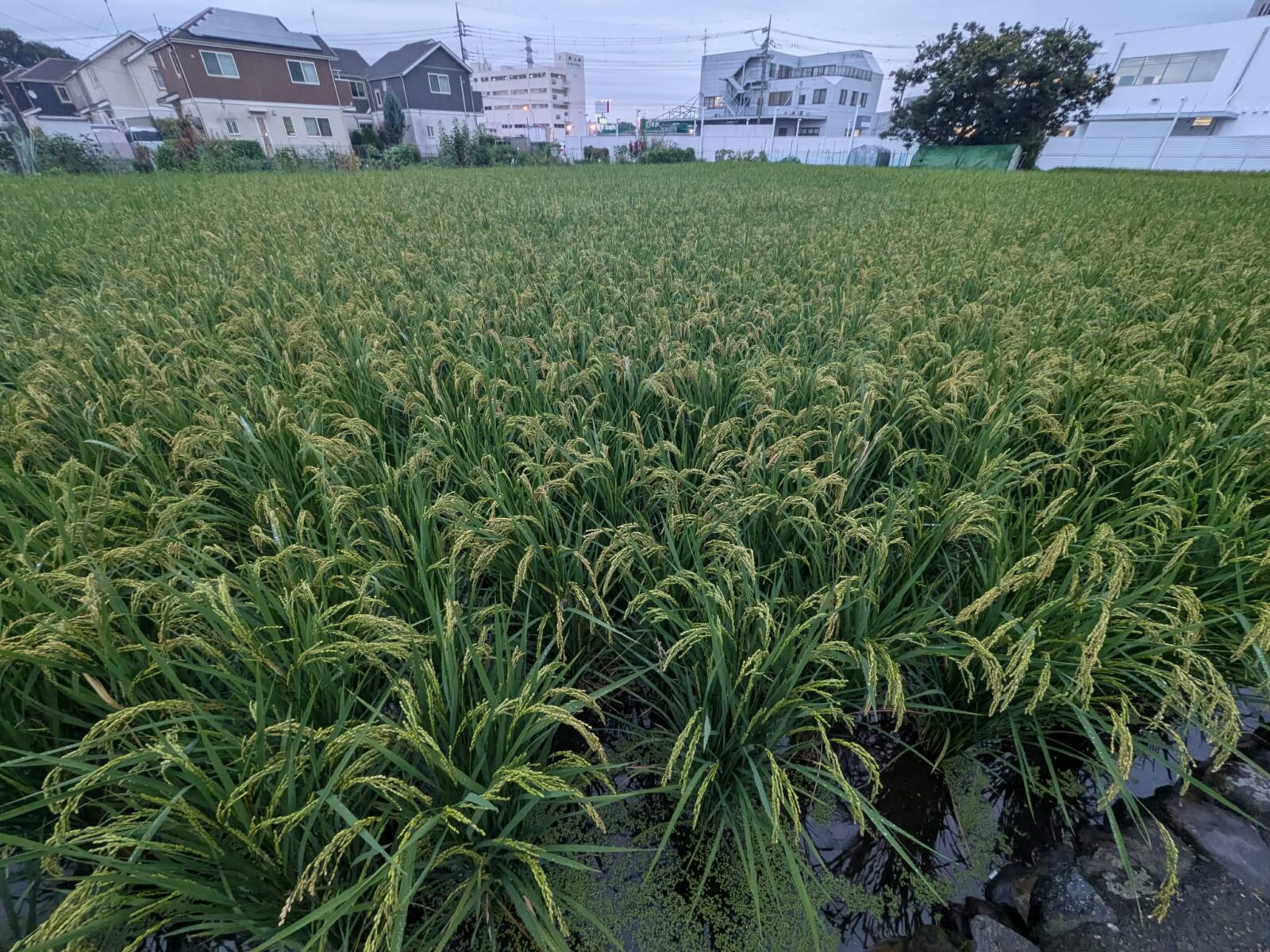夏の間の田んぼのお仕事